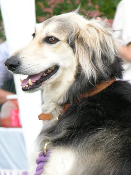 Faithful hound Take 2