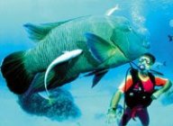 Exotic creatures can always be found