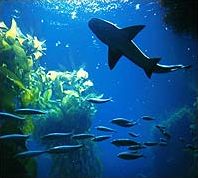 Shark diving is gaining in popularity ... esp. with the sharks